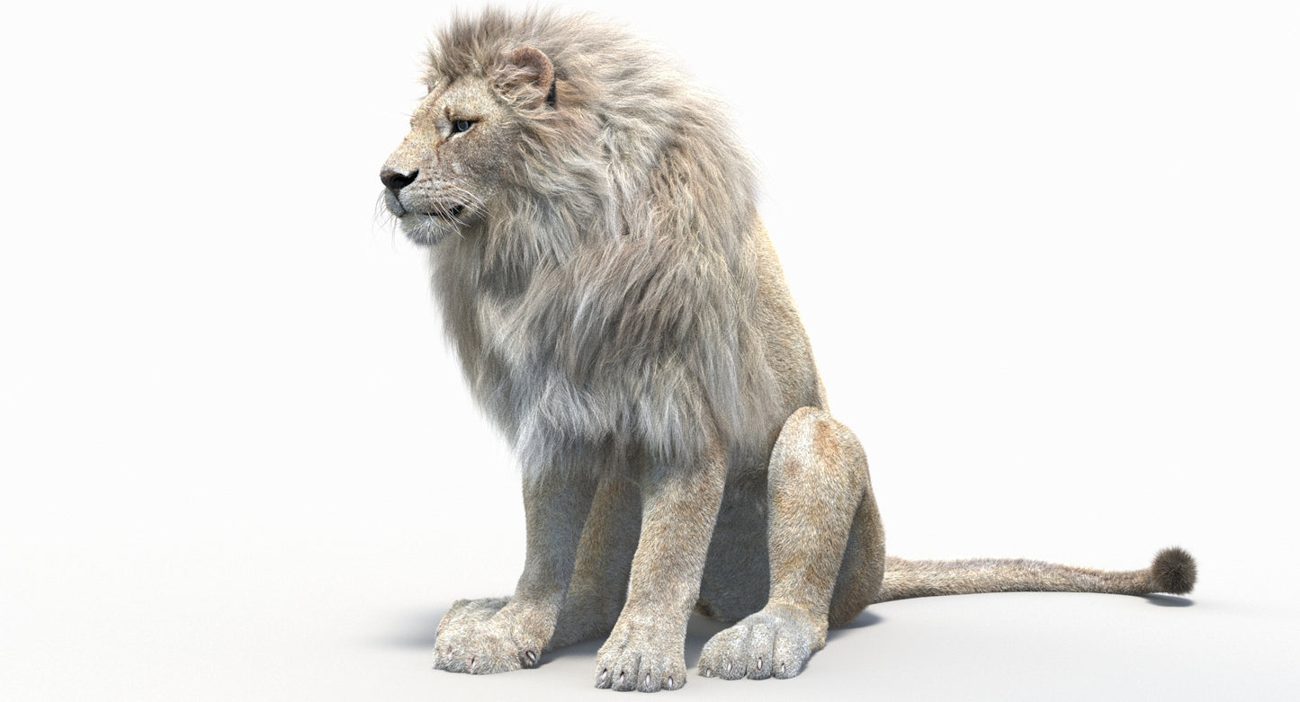 Animated Lion with Fur Two Colors 3D Model