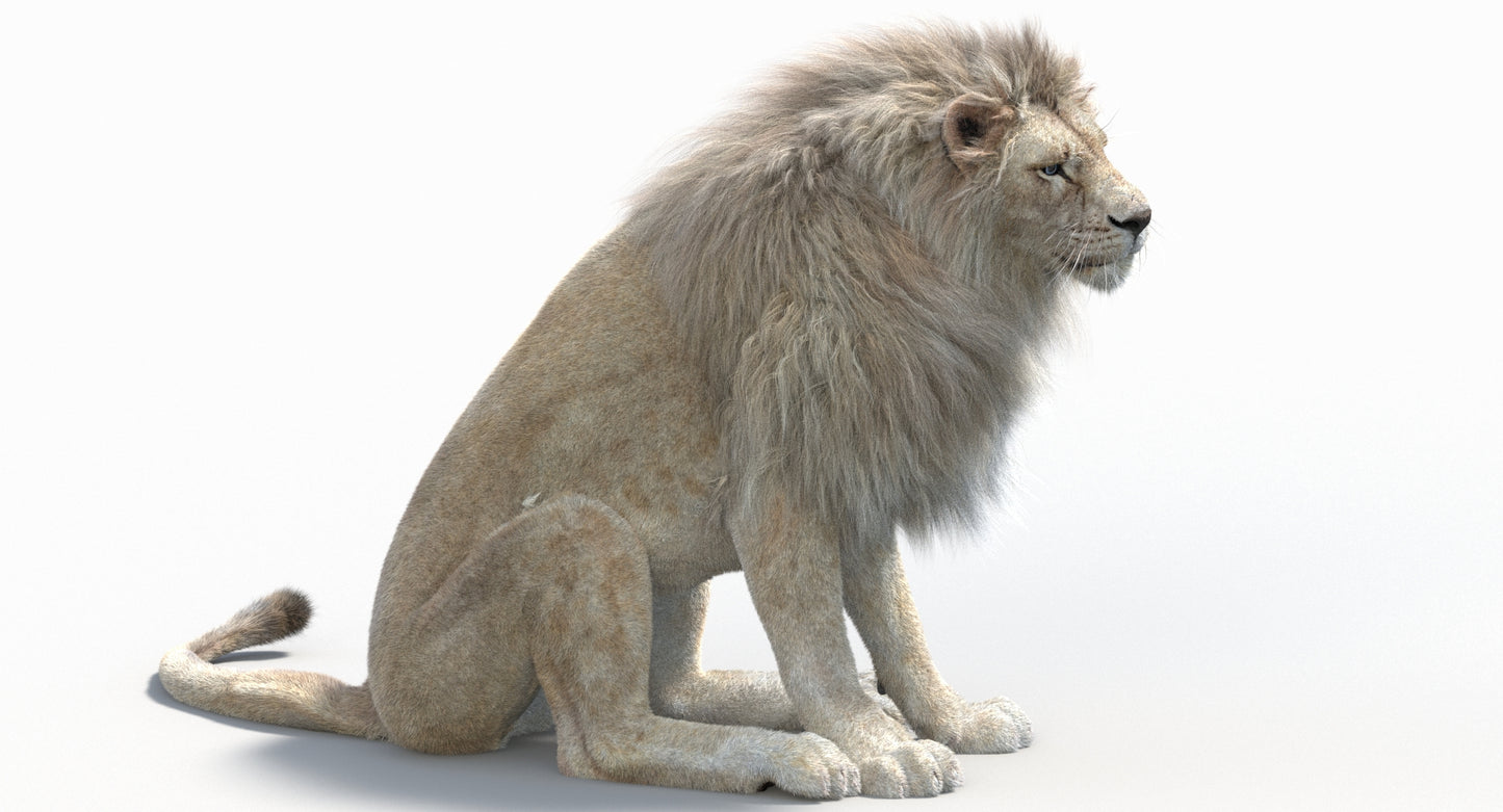 Animated Lion with Fur Two Colors 3D Model