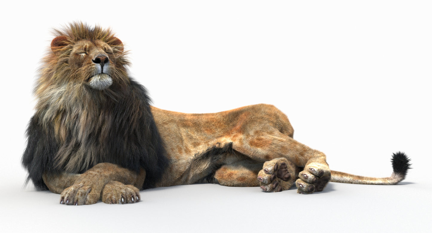 Animated Lion with Fur Two Colors 3D Model