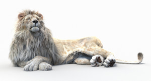 Animated Lion with Fur Two Colors 3D Model Thumbnail