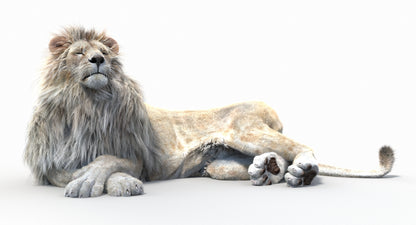 Animated Lion with Fur Two Colors 3D Model