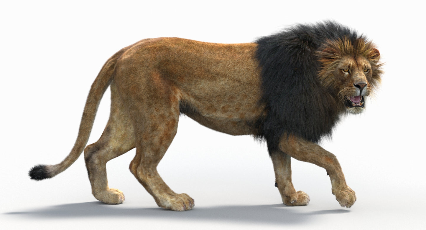 Animated Lion with Fur Two Colors 3D Model