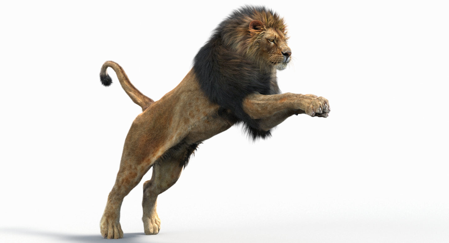Animated Lion with Fur Two Colors 3D Model