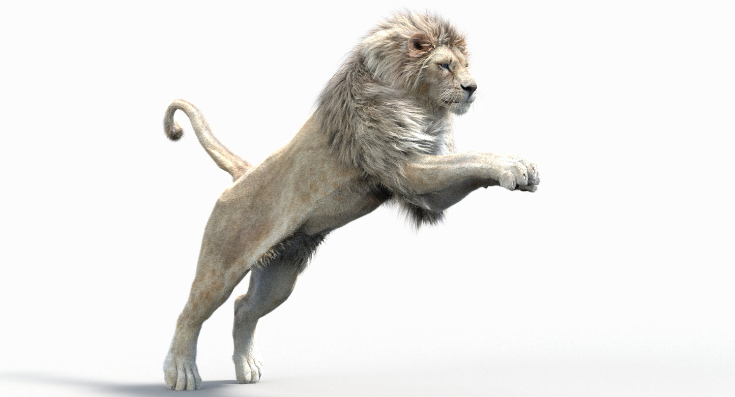 Animated Lion with Fur Two Colors 3D Model