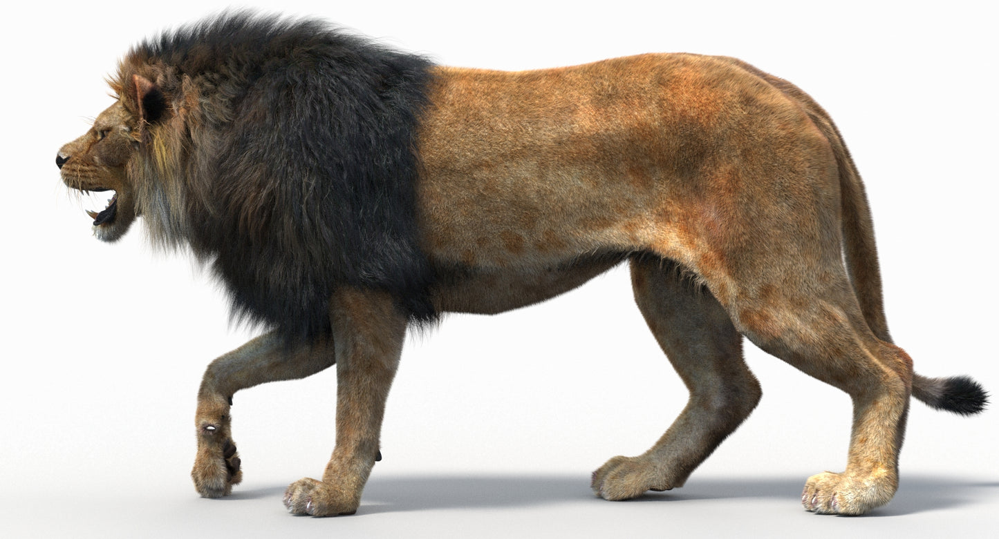 Animated Lion with Fur Two Colors 3D Model