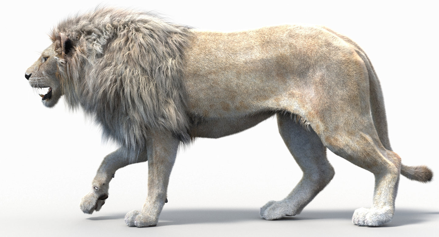 Animated Lion with Fur Two Colors 3D Model