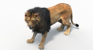 Animated Lion 3D Model - Hair and Fur | Two Colors / V-Ray Thumbnail