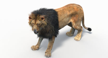 Animated Lion with Fur Two Colors 3D Model