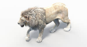 Animated Lion with Fur Two Colors 3D Model Thumbnail