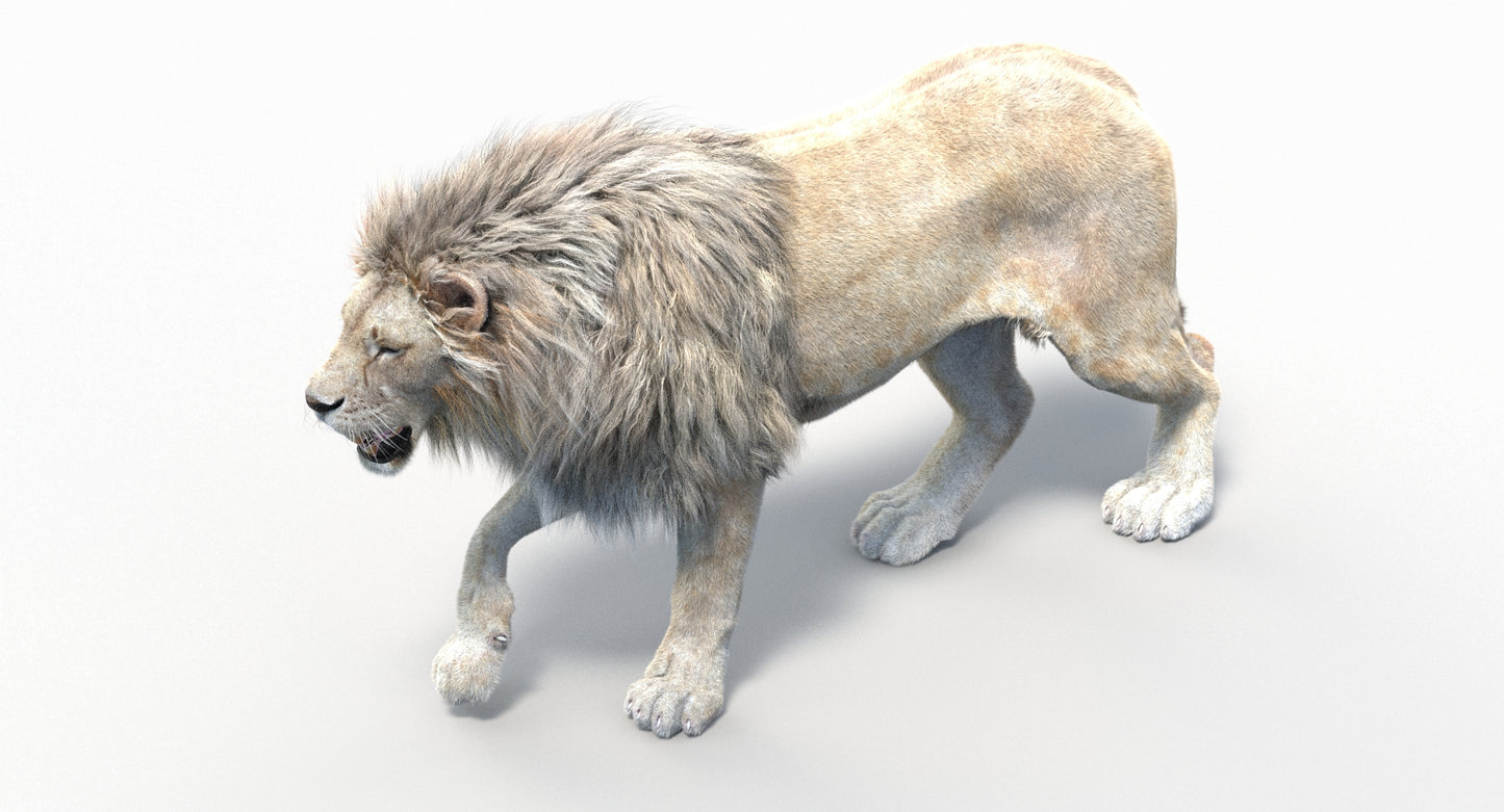 Animated Lion with Fur Two Colors 3D Model