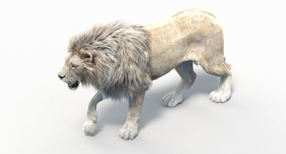Animated Lion with Fur Two Colors 3D Model