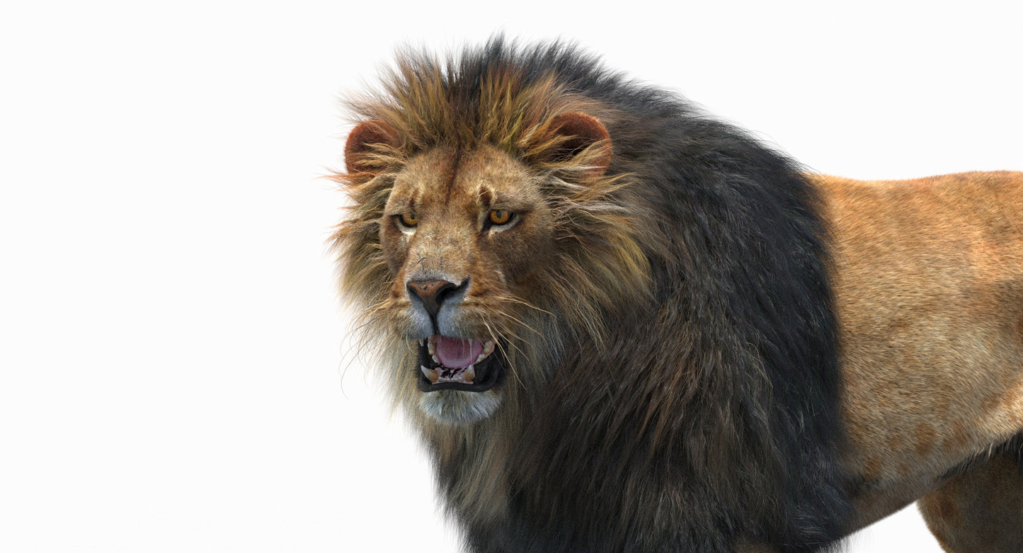 Animated Lion with Fur Two Colors 3D Model
