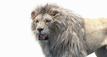 Animated Lion with Fur Two Colors 3D Model