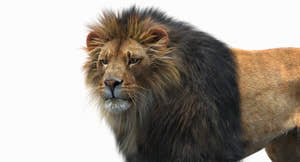 Animated Lion with Fur Two Colors 3D Model Thumbnail