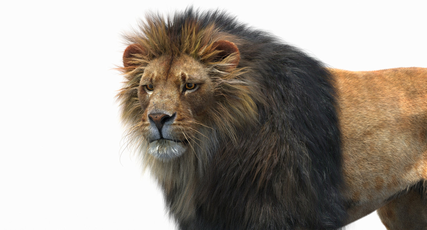 Animated Lion with Fur Two Colors 3D Model