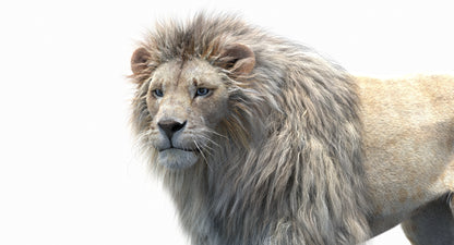 Animated Lion with Fur Two Colors 3D Model