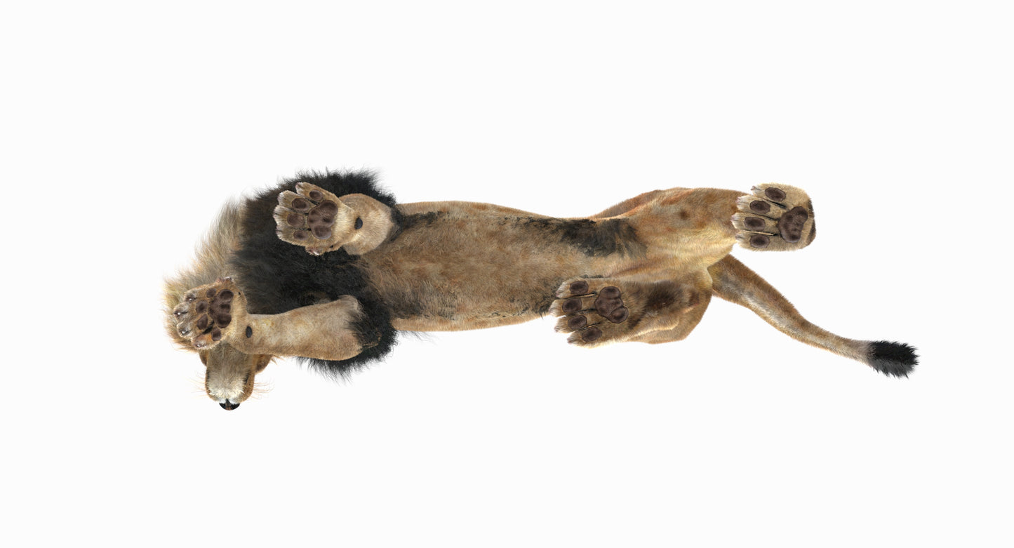 Animated Lion with Fur Two Colors 3D Model