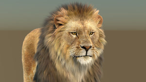 Realistic 3D Lion Model with Fur – Head Close-Up View Thumbnail