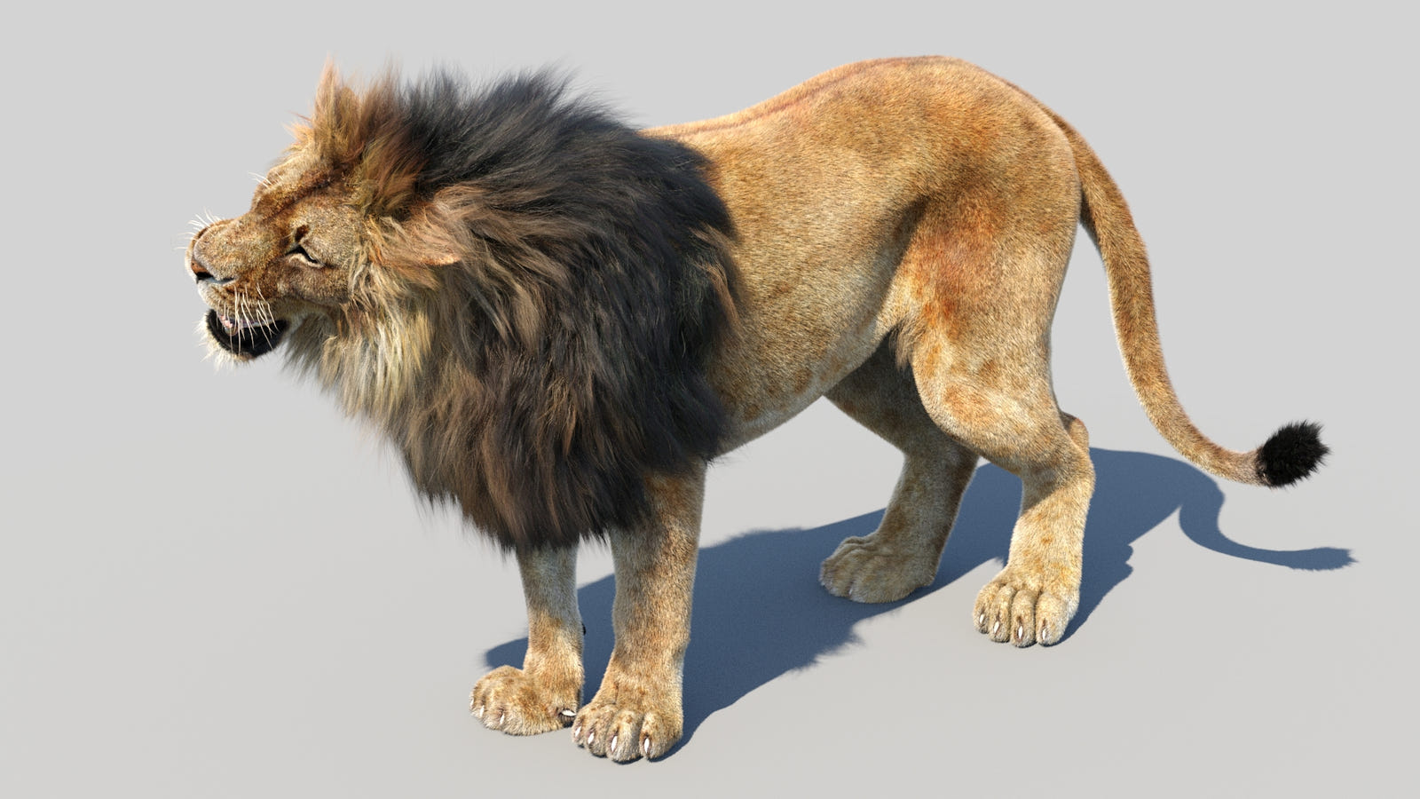 Realistic Lion 3D Model – Roaring Pose