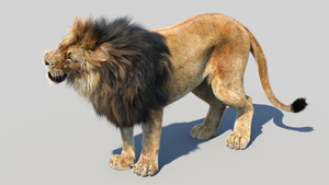 Realistic Lion 3D Model – Roaring Pose Thumbnail