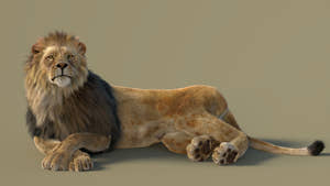 Realistic 3D Model of a Lying Lion with Fur Thumbnail