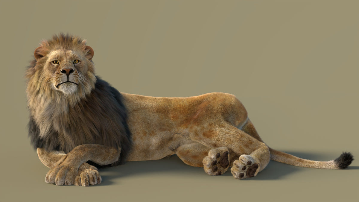 Realistic 3D Model of a Lying Lion with Fur
