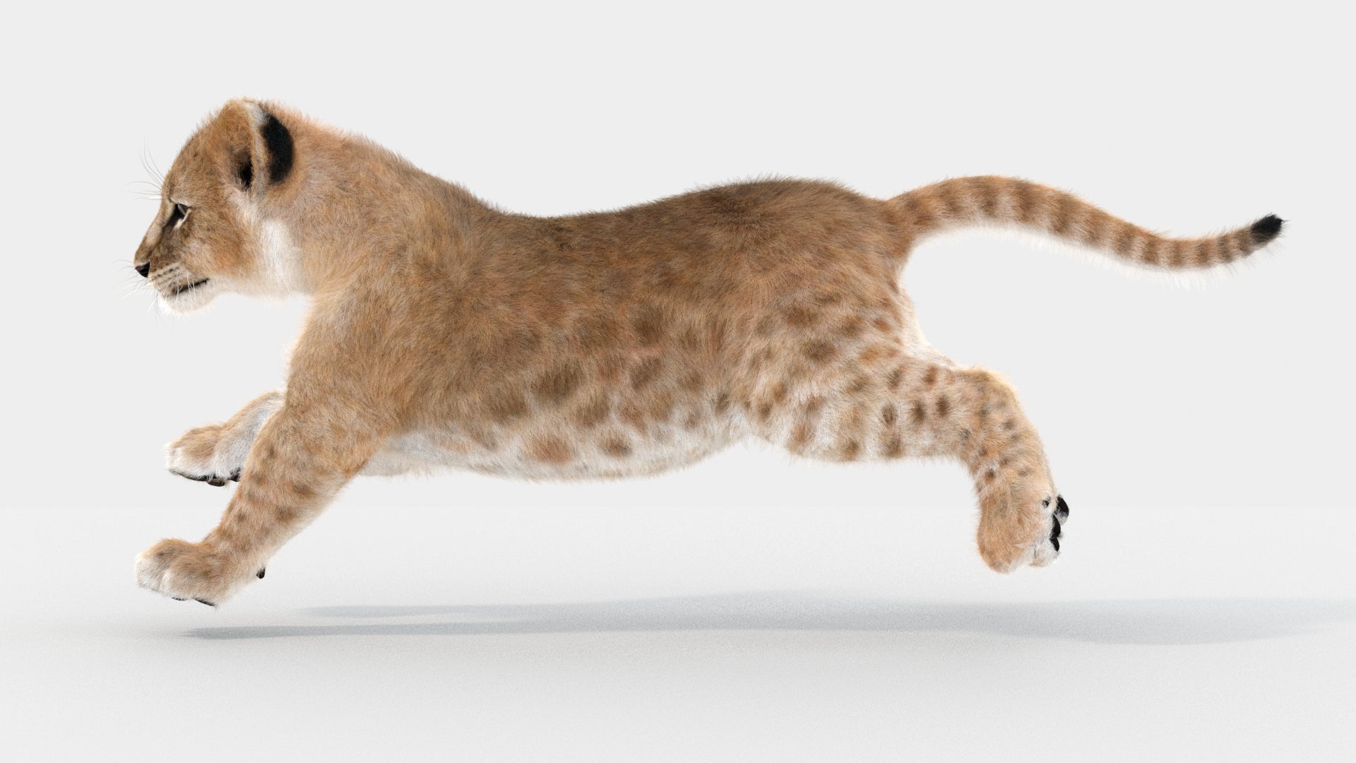 Lion Cub 3D Model Animated Fur - 360 Degree View