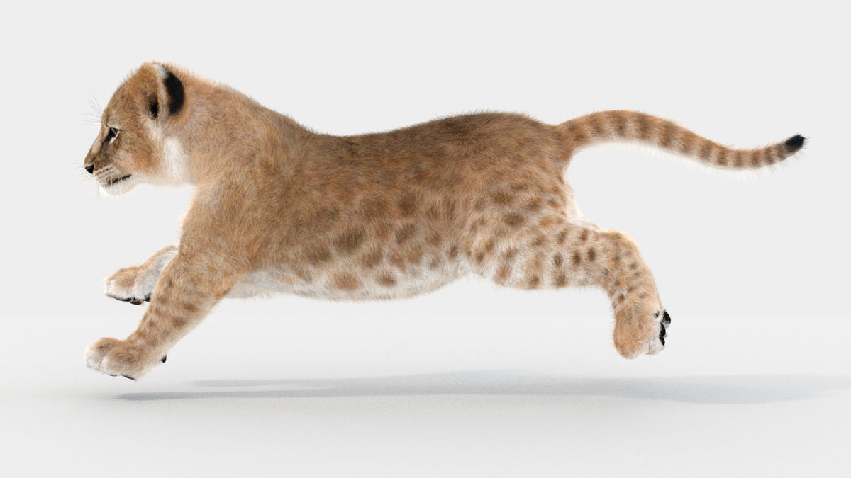 Animated Lion Cub 3D Models - Ornatrix / Hair and Fur | White and Natural Colors - 360 Degree View