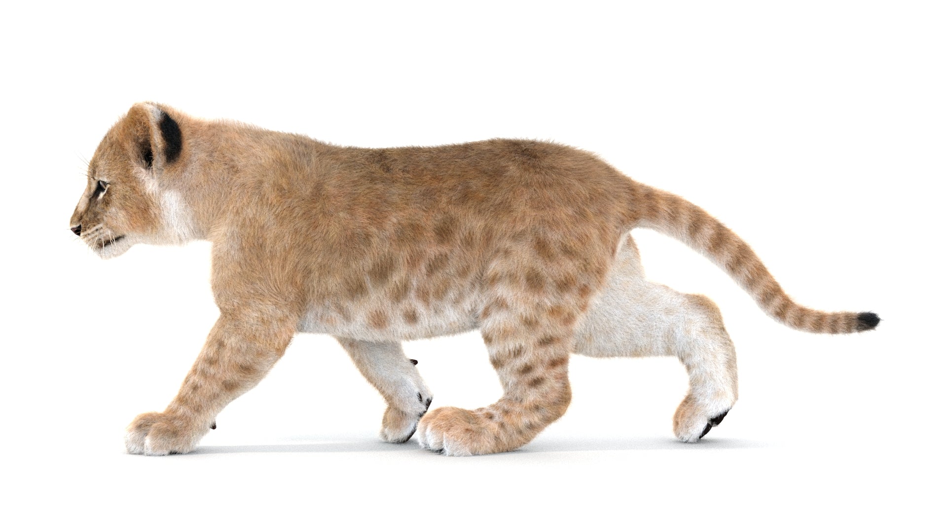 Lion Cub 3D Model Animated Fur - 360 Degree View