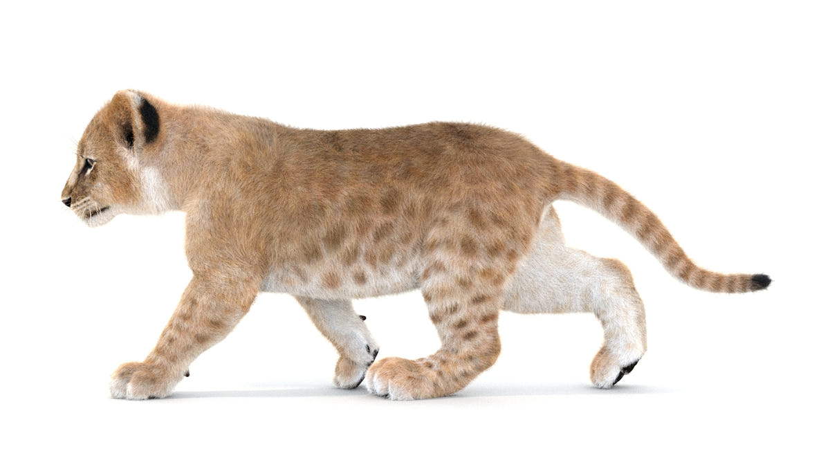 Animated Lion Cub 3D Models - Ornatrix / Hair and Fur | White and Natural Colors - 360 Degree View