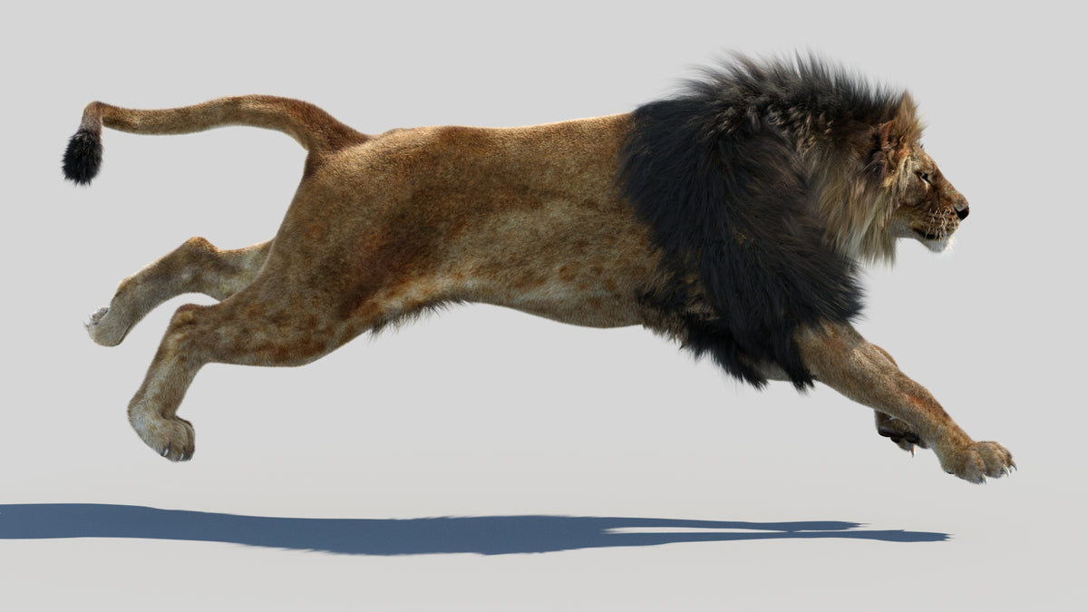 Animated Lion 3D Model - Hair and Fur - 360 Degree View