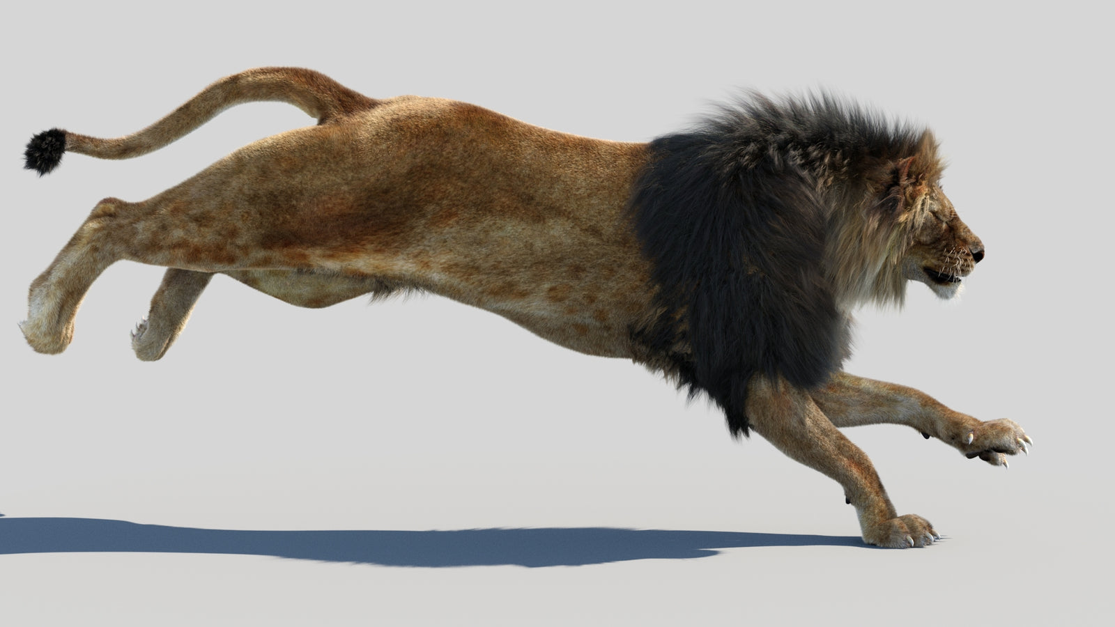 Animated Lion 3D Model Fur 360° view 4 frame 4