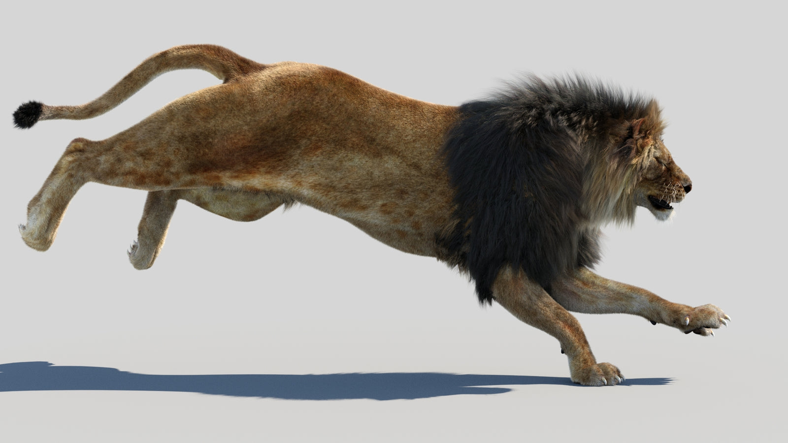 Animated Lion 3D Model Fur 360° view 4 frame 5