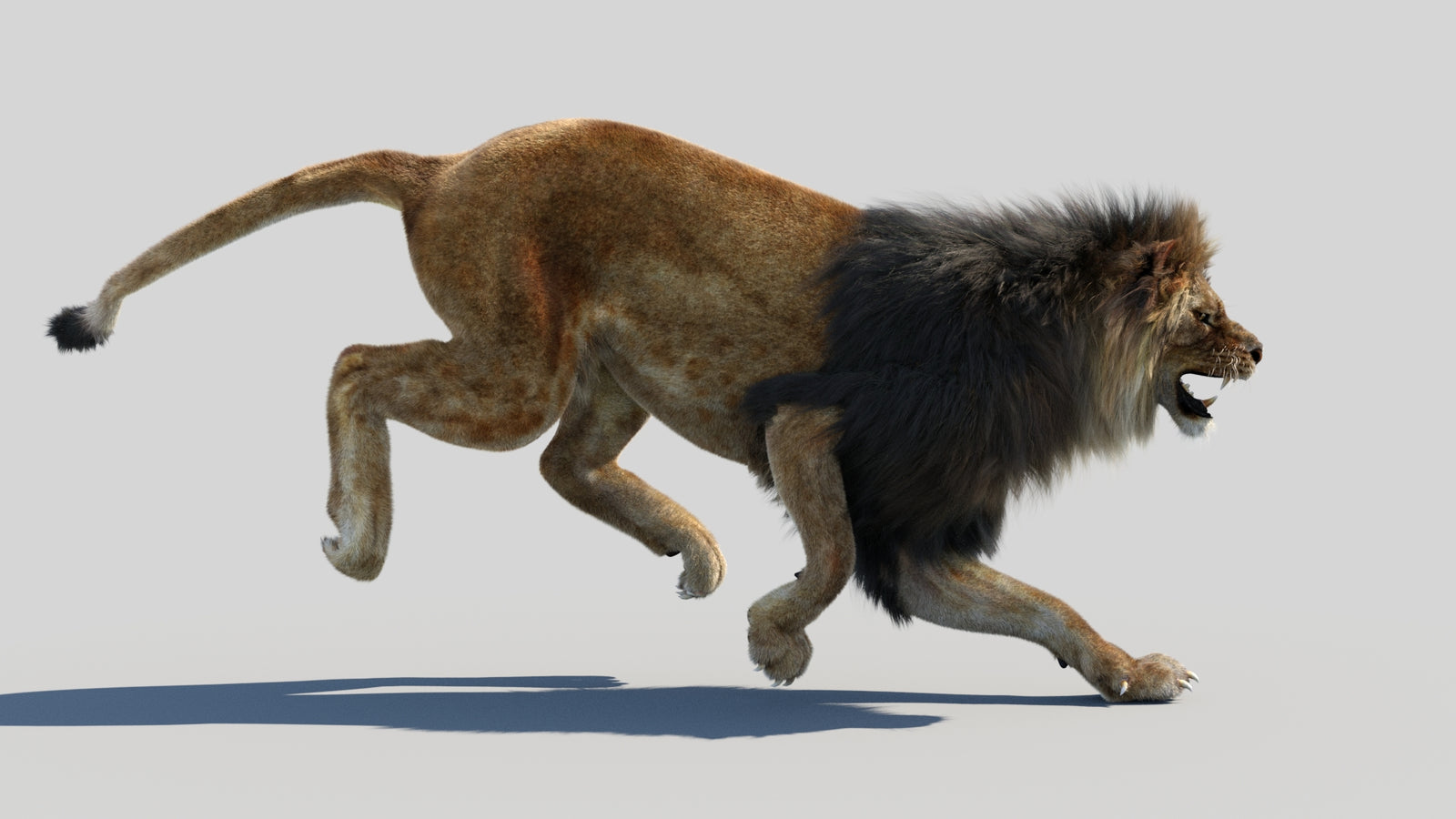 Animated Lion 3D Model Fur 360° view 4 frame 9