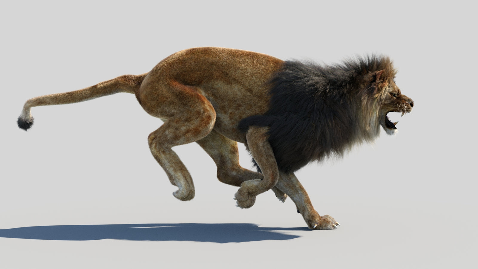 Animated Lion 3D Model Fur 360° view 4 frame 11