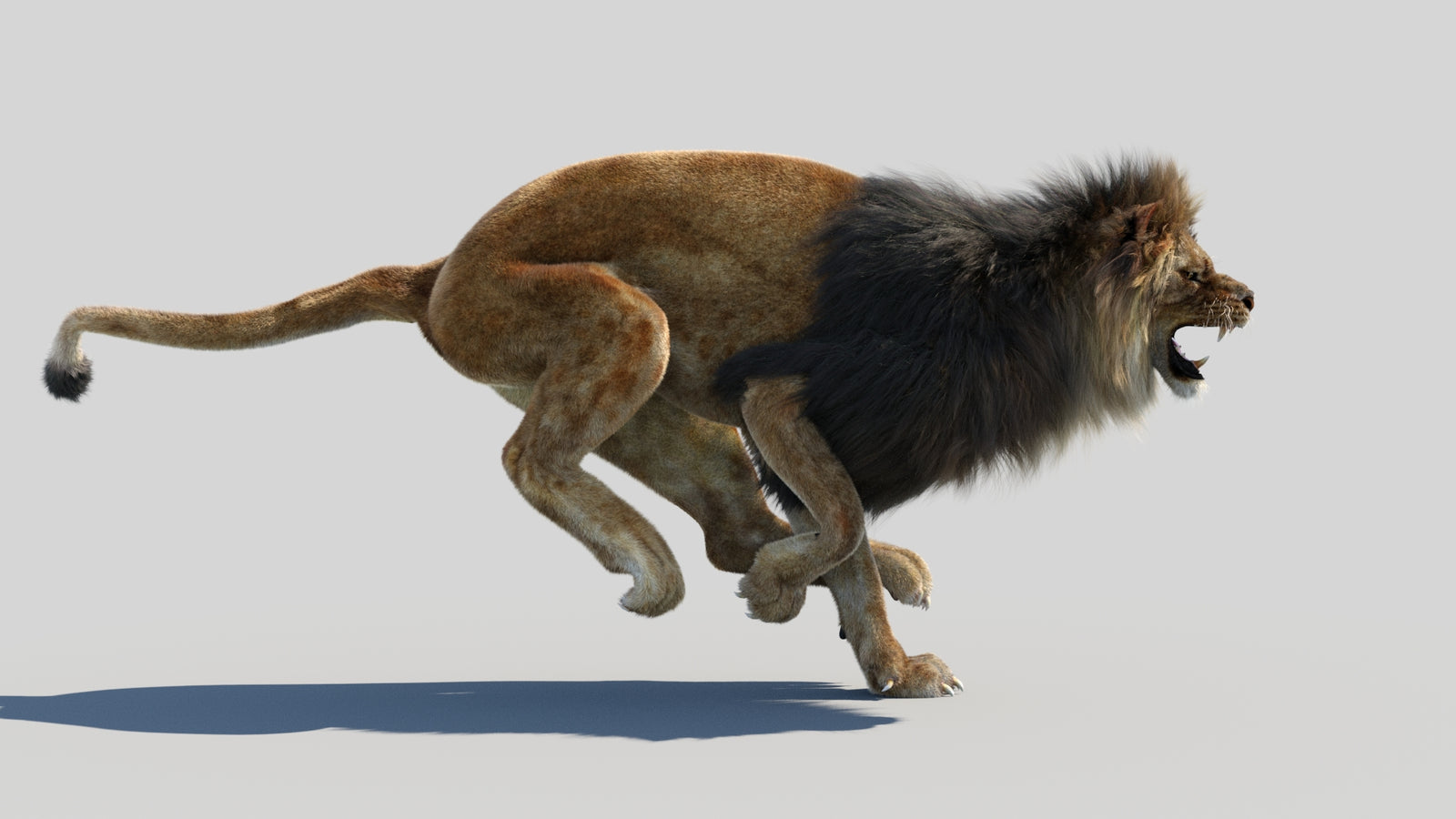 Animated Lion 3D Model Fur 360° view 4 frame 12