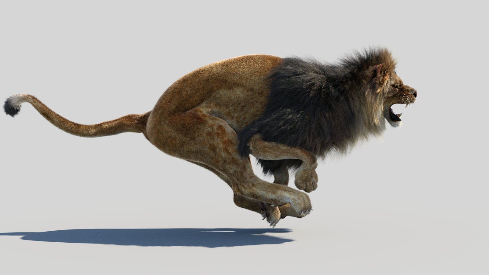 Animated Lion 3D Model Fur 360° view 4 frame 16