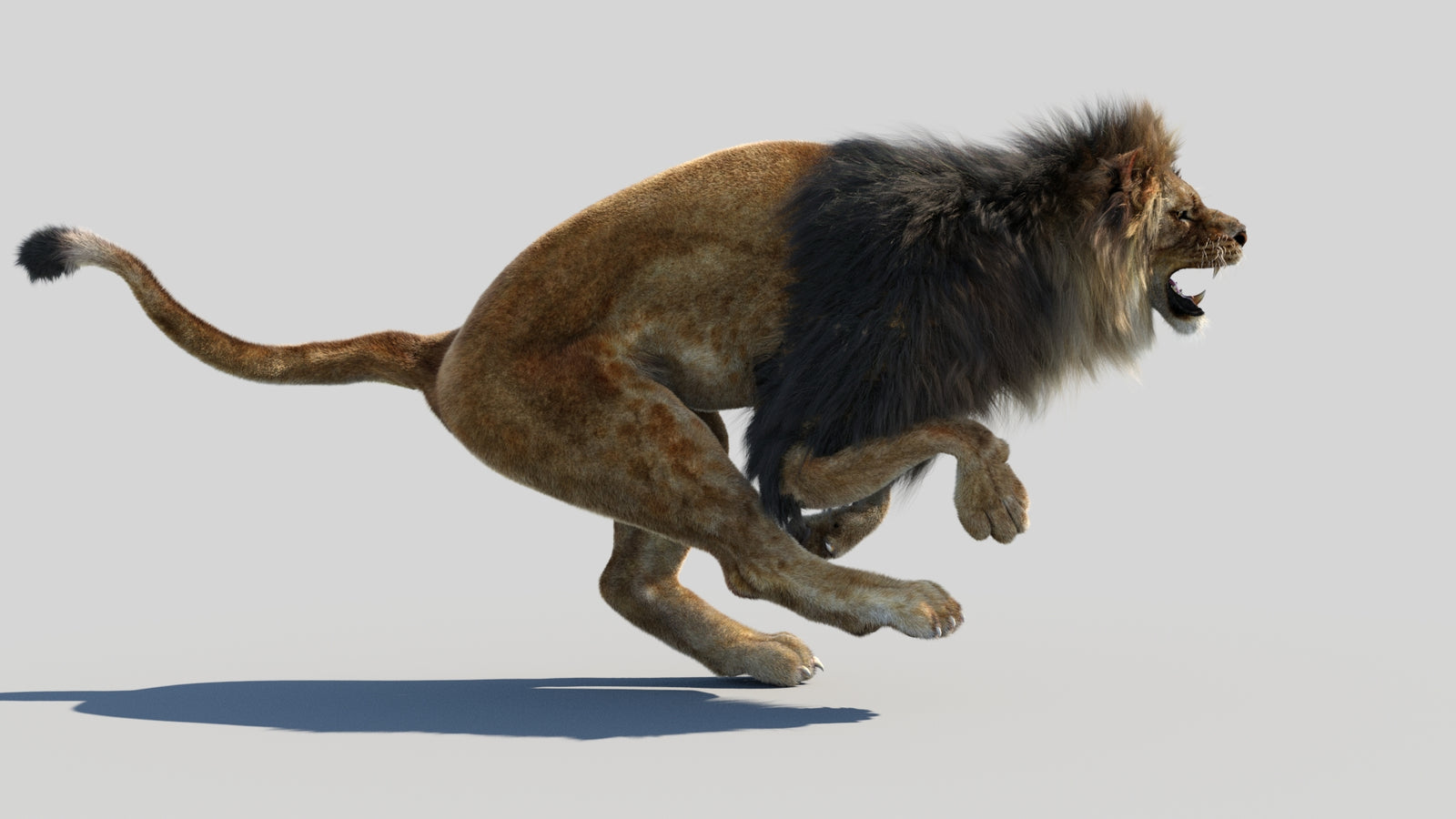 Animated Lion 3D Model Fur 360° view 4 frame 18