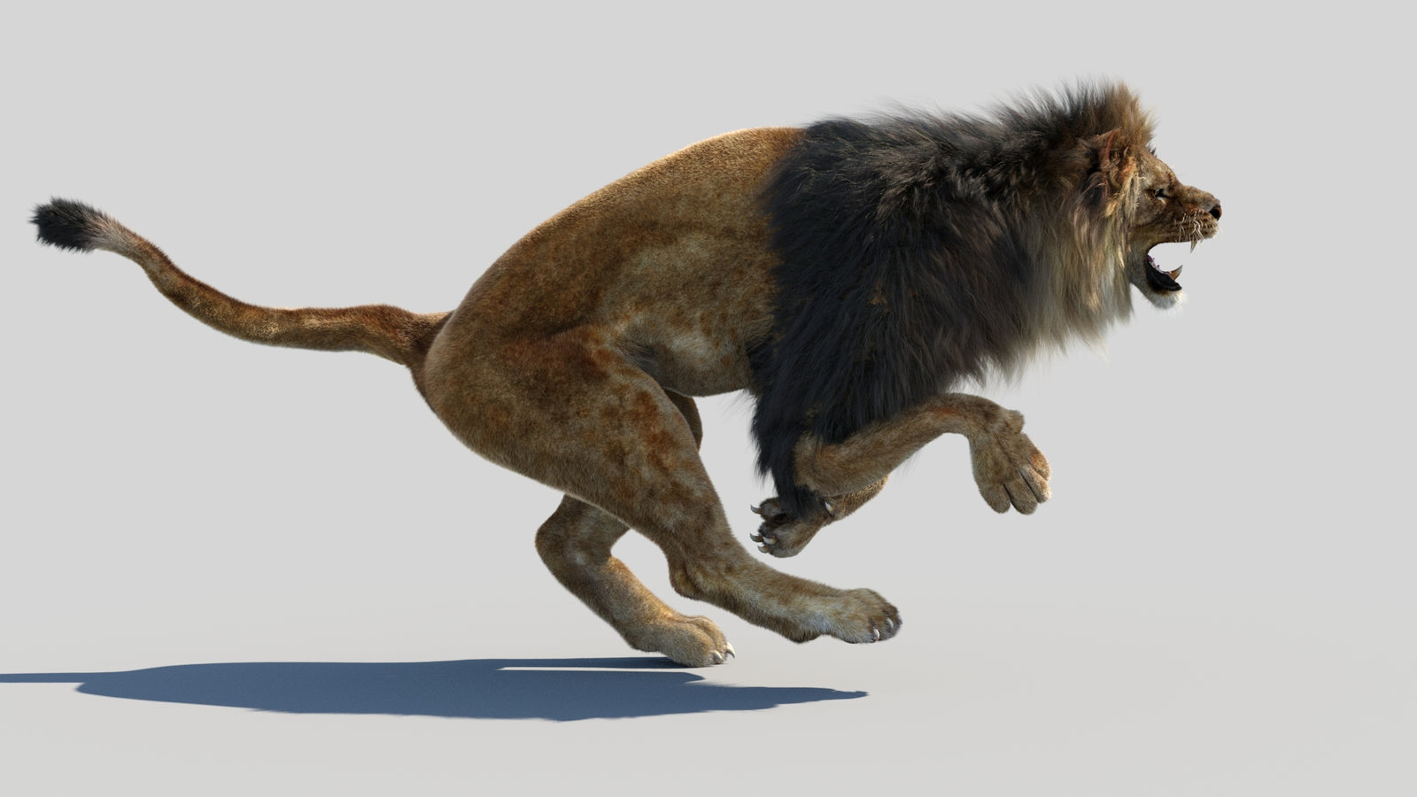 Animated Lion 3D Model Fur 360° view 4 frame 19