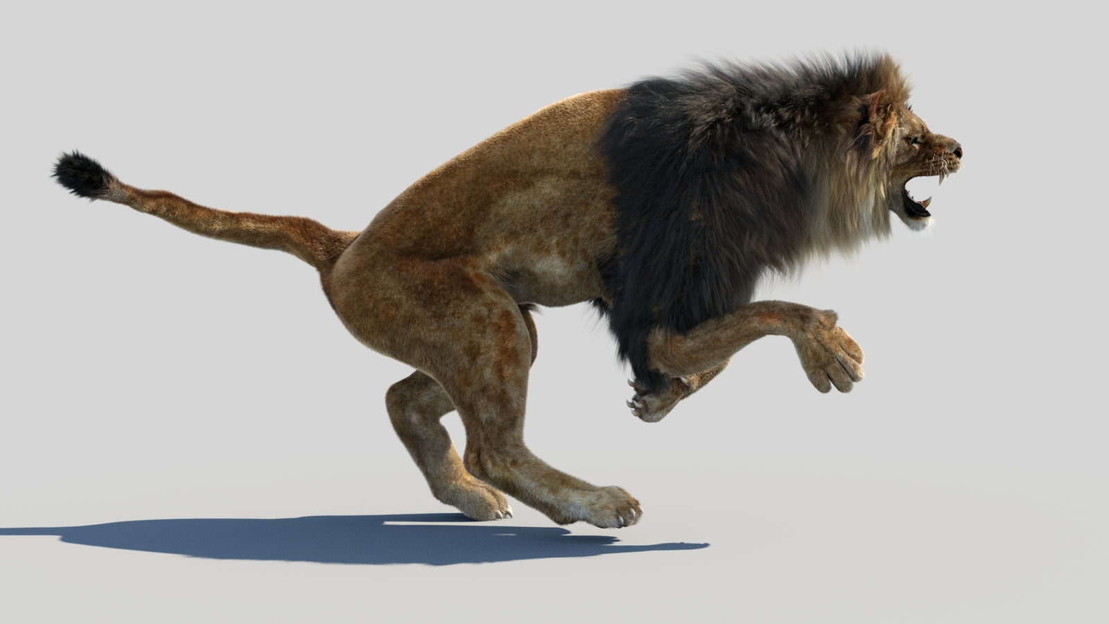 Animated Lion 3D Model Fur 360° view 4 frame 20