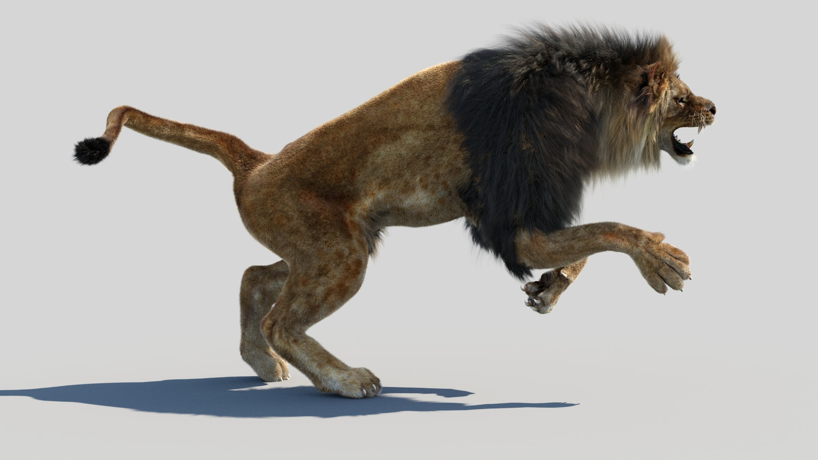 Animated Lion 3D Model Fur 360° view 4 frame 22