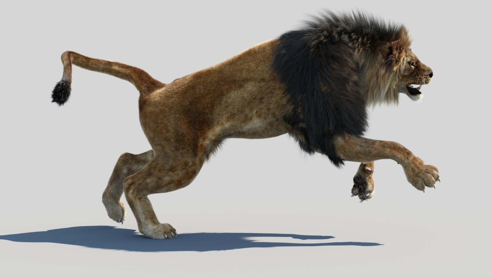 Animated Lion 3D Model Fur 360° view 4 frame 24