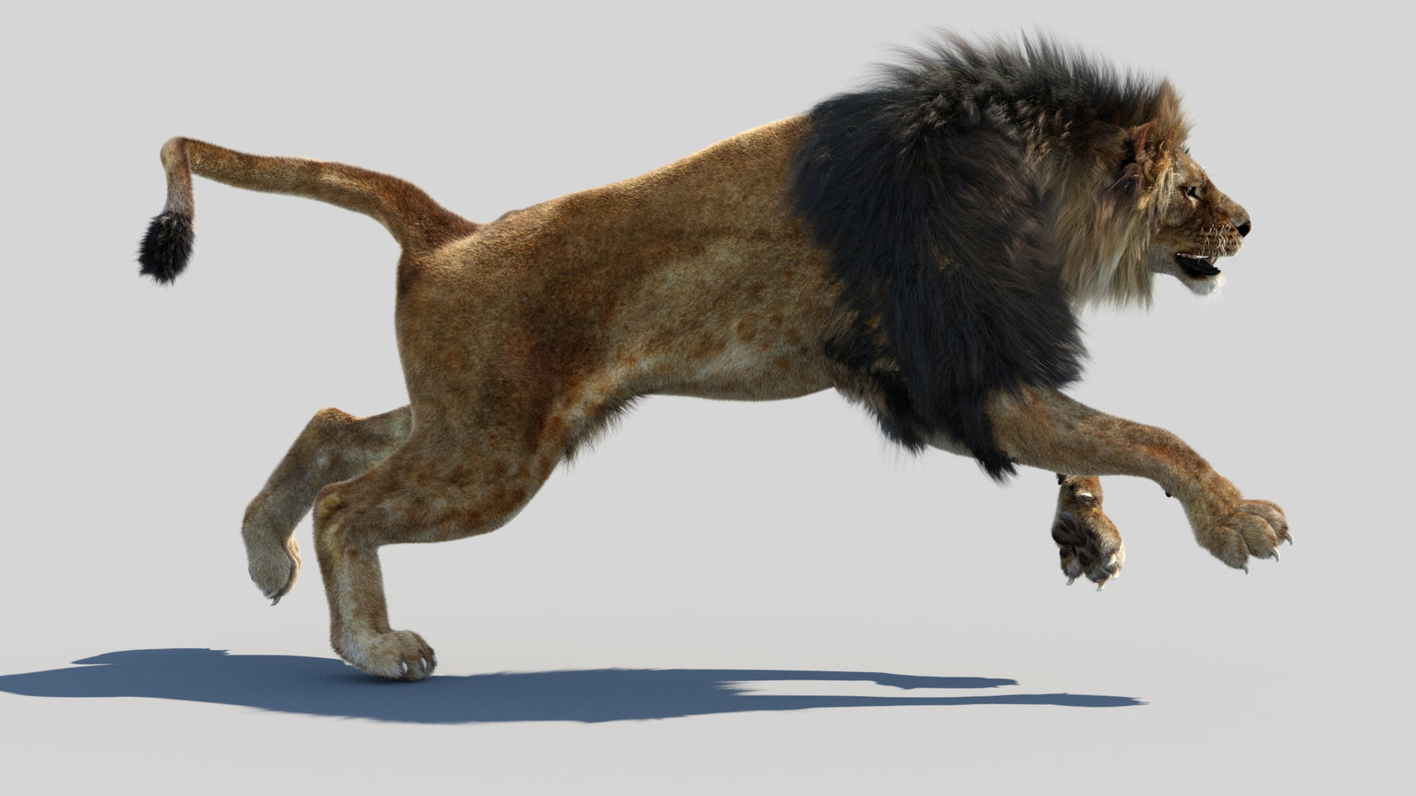 Animated Lion 3D Model Fur 360° view 4 frame 25