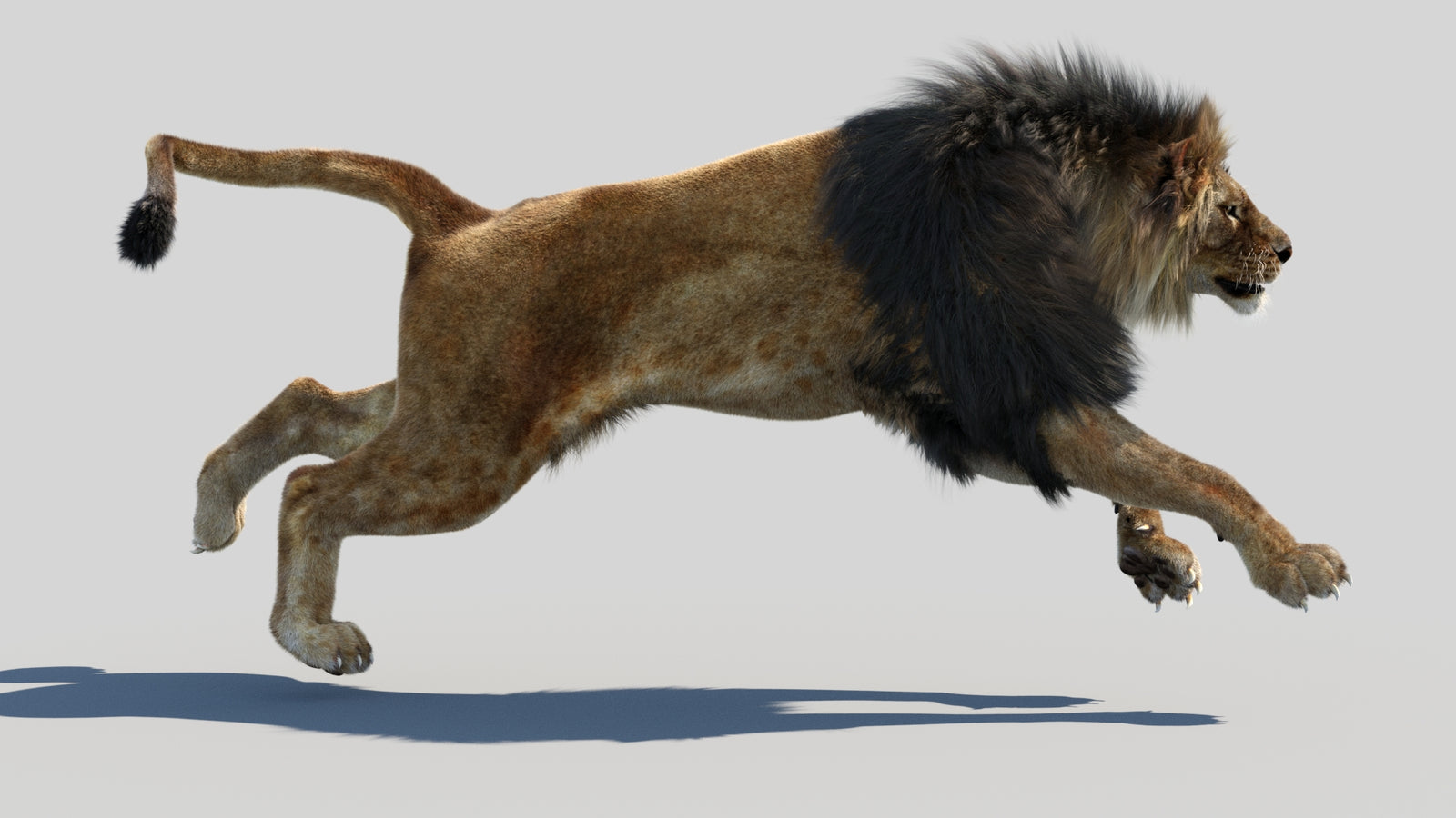 Animated Lion 3D Model Fur 360° view 4 frame 26