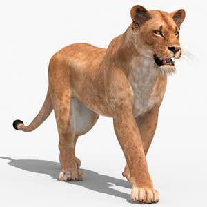 Animated Lioness 3D Model for Download Thumbnail