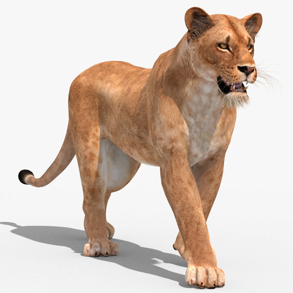 Animated Lioness 3D Model