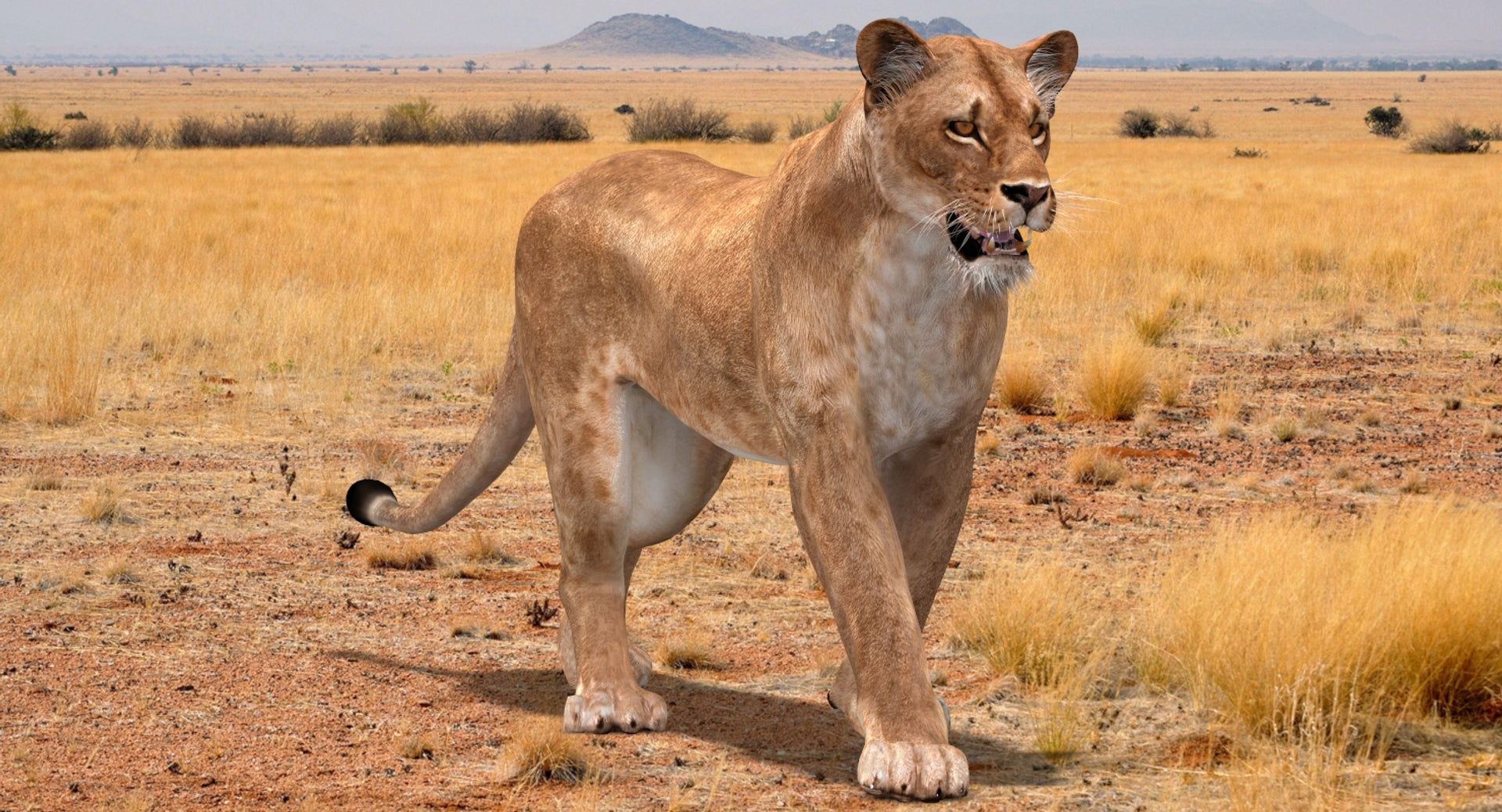 Animated Lioness 3D Model for Download