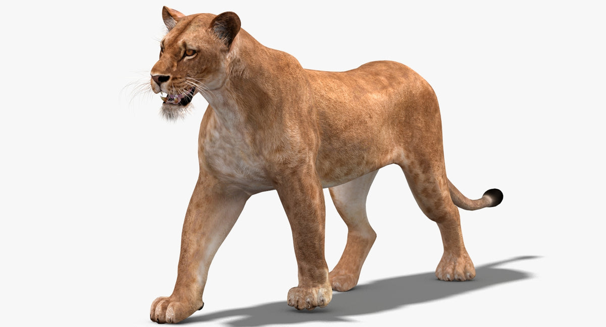 Animated Lioness 3D Model for Download