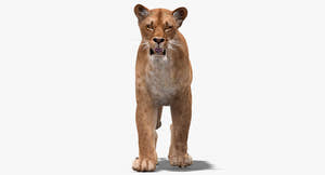 Animated Lioness 3D Model for VR Thumbnail