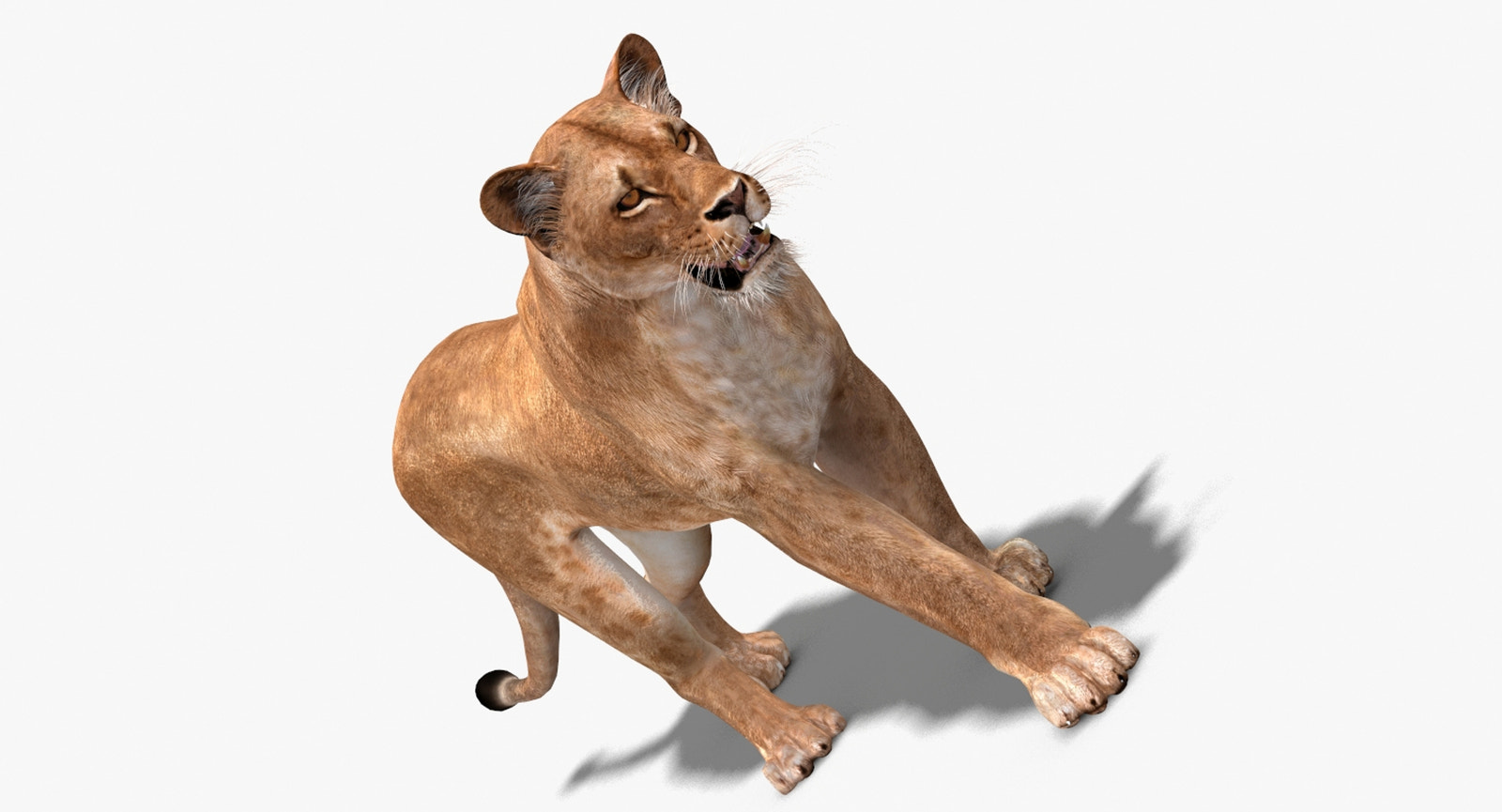 Animated Lioness 3D Model for Download